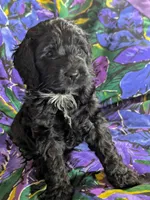 Joy - Reserved, a female Cockapoo for sale in Orange Park, FL – 2 of 9