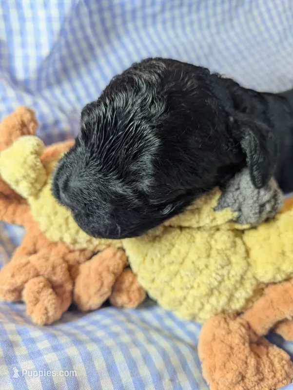 Sunny – Cockapoo puppy for sale in Orange Park, FL