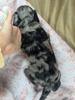 Honeybee, a female Cockapoo for sale in Orange Park, FL – 6 of 6