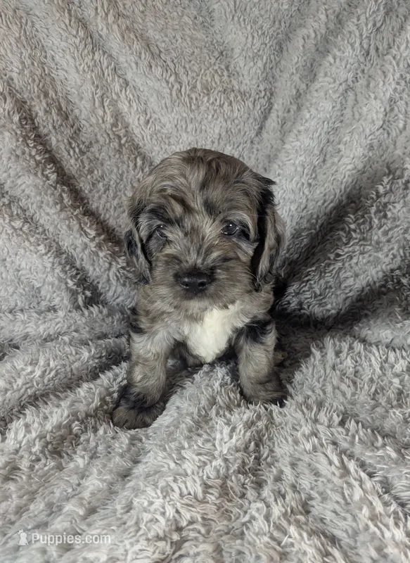 Gidget  – Cockapoo puppy for sale in Orange Park, FL