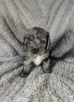 Gidget - Ready this Week!, a female Cockapoo for sale in Orange Park, FL – 7 of 10
