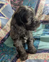 Blue - Reserved, a male Cockapoo for sale in Orange Park, FL – 4 of 10