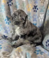 Gidget - Ready this Week!, a female Cockapoo for sale in Orange Park, FL – 2 of 10
