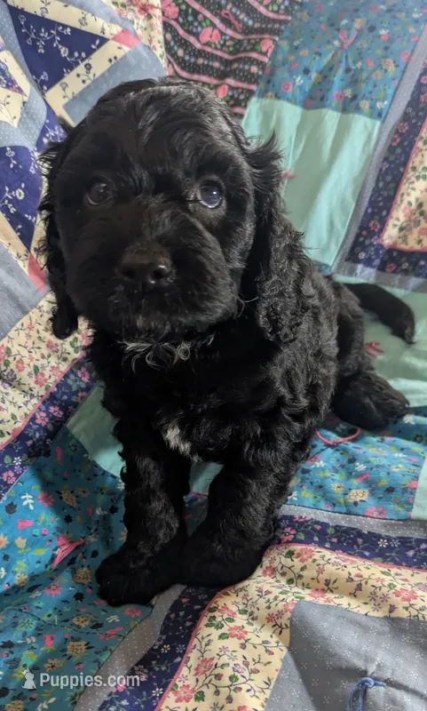 Teddy Bear – Cockapoo puppy for sale in Orange Park, FL