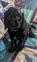Teddy Bear - Reserved, a male Cockapoo for sale in Orange Park, FL – 1 of 9