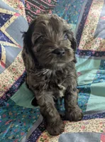 Blue - Reserved, a male Cockapoo for sale in Orange Park, FL – 6 of 10