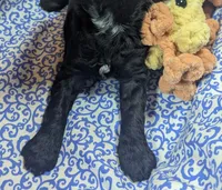 Teddy Bear, a male Cockapoo for sale in Orange Park, FL – 3 of 7