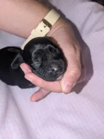 Marigold, a female Cockapoo for sale in Orange Park, FL – 4 of 4