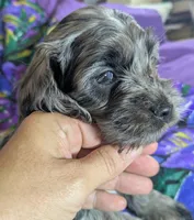 Gidget - Ready this Week!, a female Cockapoo for sale in Orange Park, FL – 8 of 10