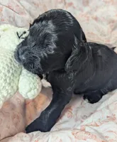 Joy, a female Cockapoo for sale in Orange Park, FL – 7 of 7