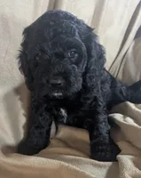 Teddy Bear - Reserved, a male Cockapoo for sale in Orange Park, FL – 8 of 9