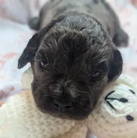 Reserved - Thistle, a female Cockapoo for sale in Orange Park, FL – 7 of 8