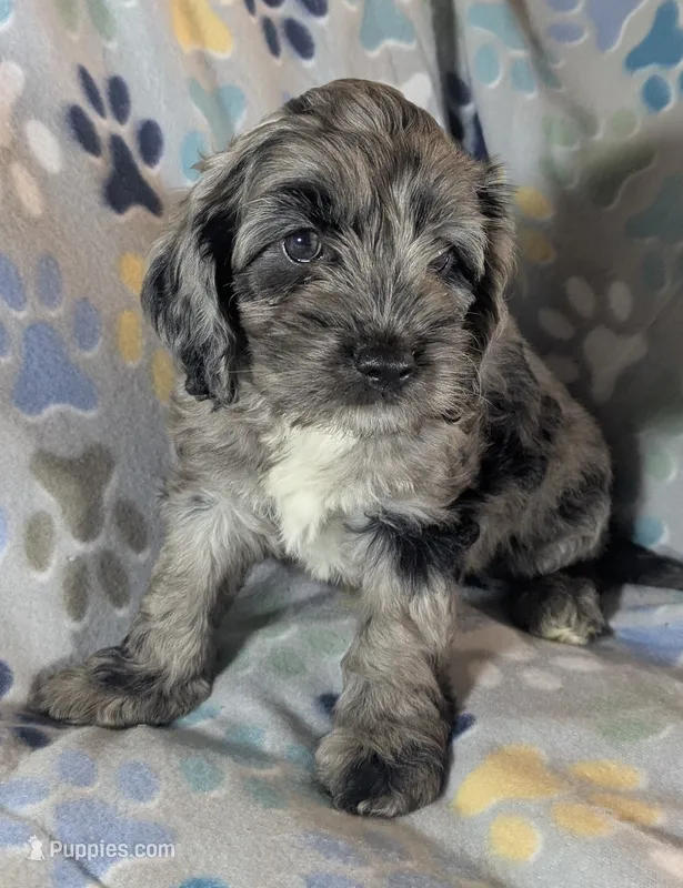 Gidget  – Cockapoo puppy for sale in Orange Park, FL