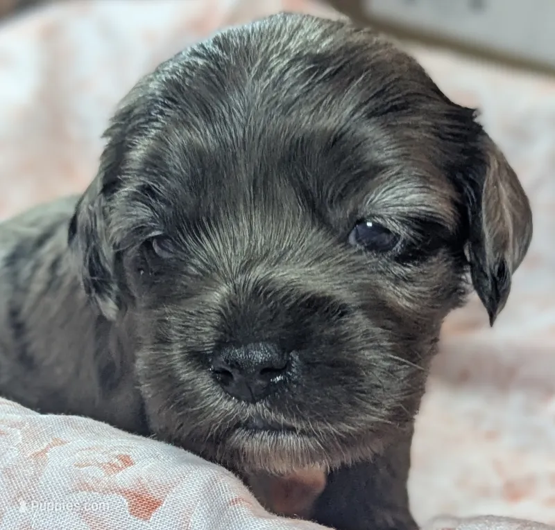 Sassafras  – Cockapoo puppy for sale in Orange Park, FL