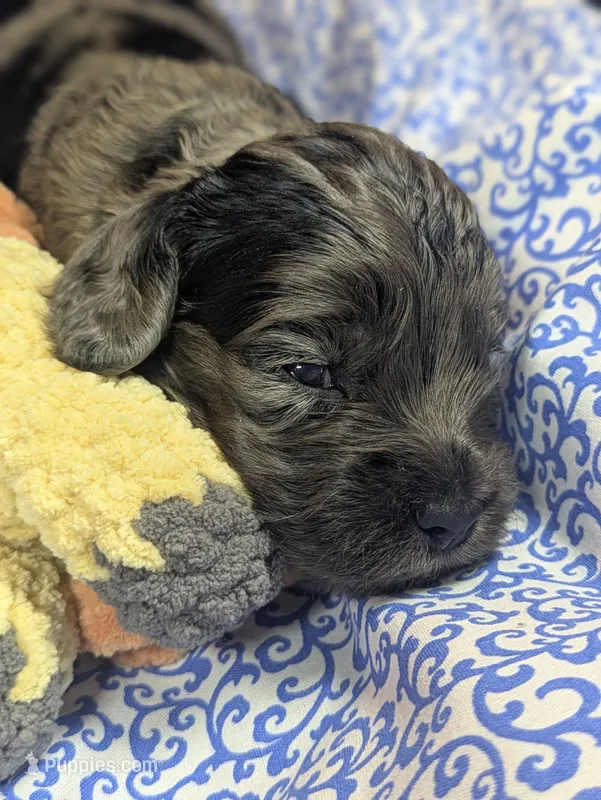 Catamaran – Cockapoo puppy for sale in Orange Park, FL