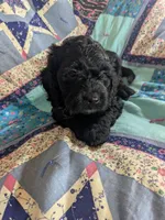 Teddy Bear - Reserved, a male Cockapoo for sale in Orange Park, FL – 2 of 9