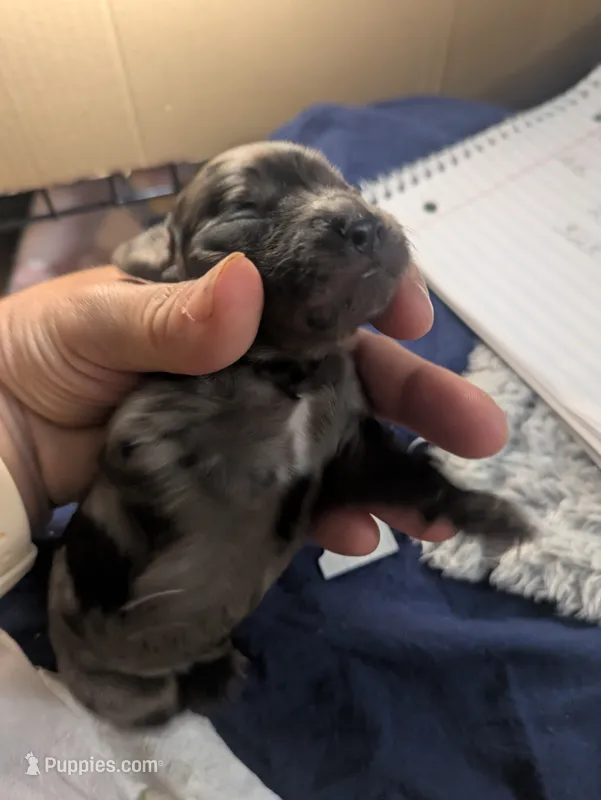 Honeybee  – Cockapoo puppy for sale in Orange Park, FL