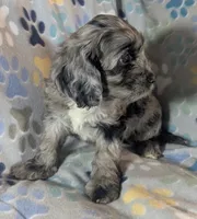 Gidget - Ready this Week!, a female Cockapoo for sale in Orange Park, FL – 4 of 10