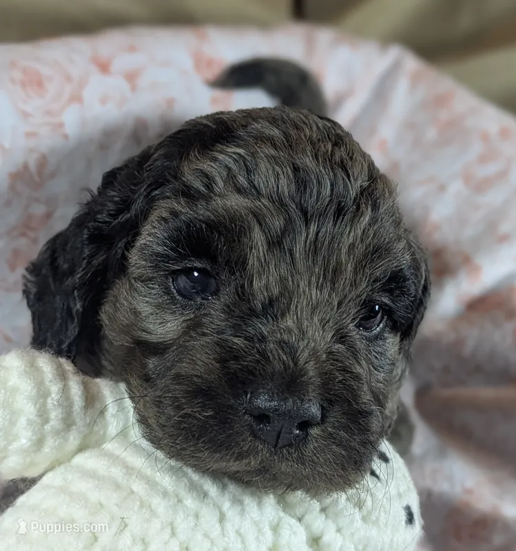 Thistle – Cockapoo puppy for sale in Orange Park, FL
