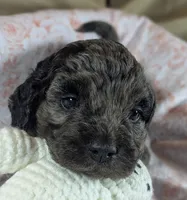 Reserved - Thistle, a female Cockapoo for sale in Orange Park, FL – 1 of 8
