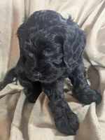 Joy - Reserved, a female Cockapoo for sale in Orange Park, FL – 7 of 9