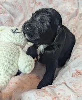 Joy, a female Cockapoo for sale in Orange Park, FL – 4 of 7