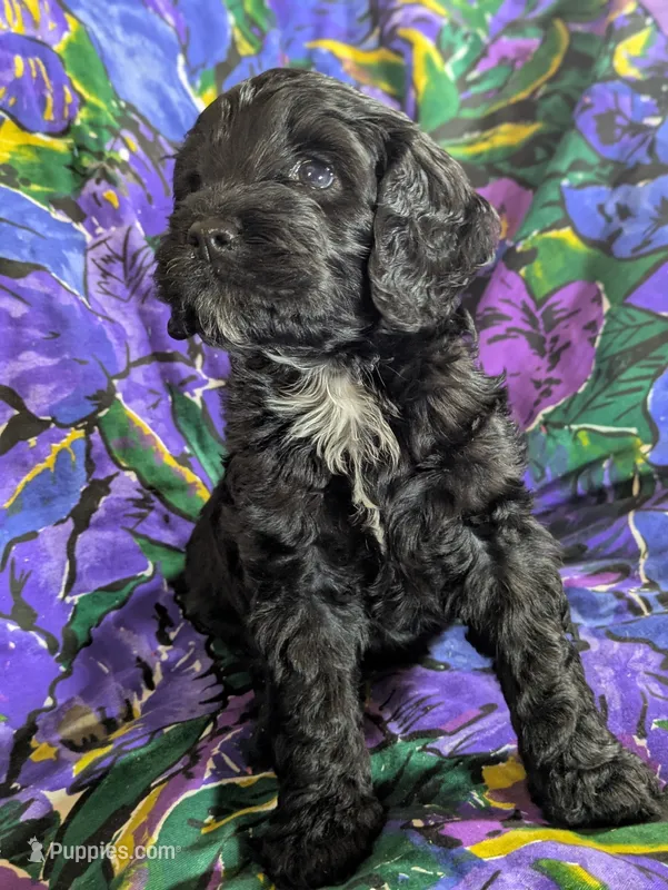 Joy – Cockapoo puppy for sale in Orange Park, FL