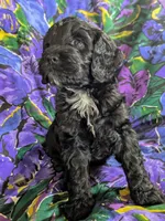Joy - Reserved, a female Cockapoo for sale in Orange Park, FL – 1 of 9