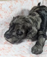 Honeybee, a female Cockapoo for sale in Orange Park, FL – 4 of 6
