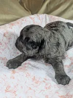 Reserved - Thistle, a female Cockapoo for sale in Orange Park, FL – 8 of 8