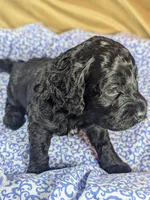 Teddy Bear, a male Cockapoo for sale in Orange Park, FL – 7 of 7