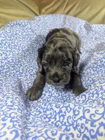 Blue, a male Cockapoo for sale in Orange Park, FL – 4 of 7