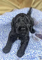 Teddy Bear, a male Cockapoo for sale in Orange Park, FL – 6 of 7