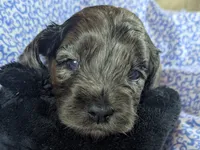 Blue, a male Cockapoo for sale in Orange Park, FL – 6 of 7