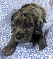 Blue, a male Cockapoo for sale in Orange Park, FL – 5 of 7