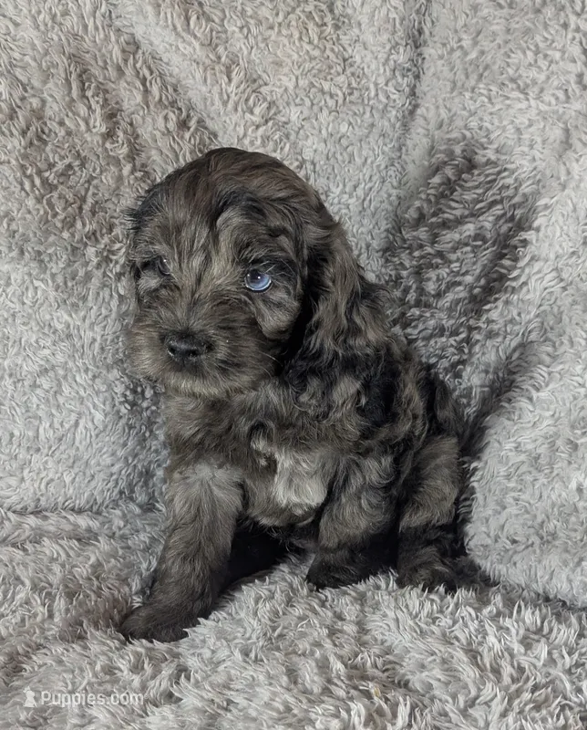 Blue  – Cockapoo puppy for sale in Orange Park, FL