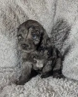 Blue Ready this Week!, a male Cockapoo for sale in Orange Park, FL – 6 of 9