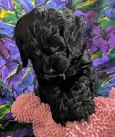 Joy - Reserved, a female Cockapoo for sale in Orange Park, FL – 3 of 9