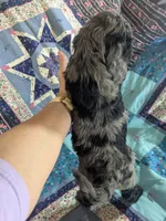 Blue - Reserved, a male Cockapoo for sale in Orange Park, FL – 8 of 10