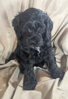 Joy - Reserved, a female Cockapoo for sale in Orange Park, FL – 6 of 9