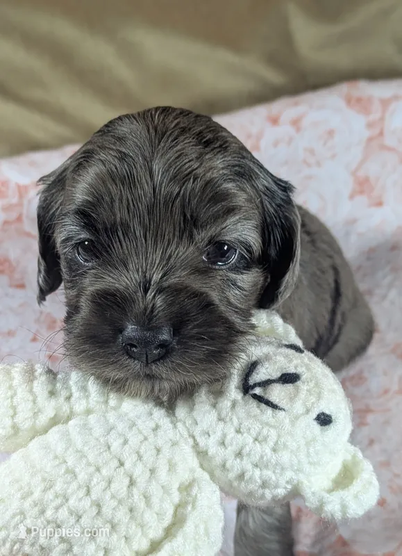 Gidget  – Cockapoo puppy for sale in Orange Park, FL