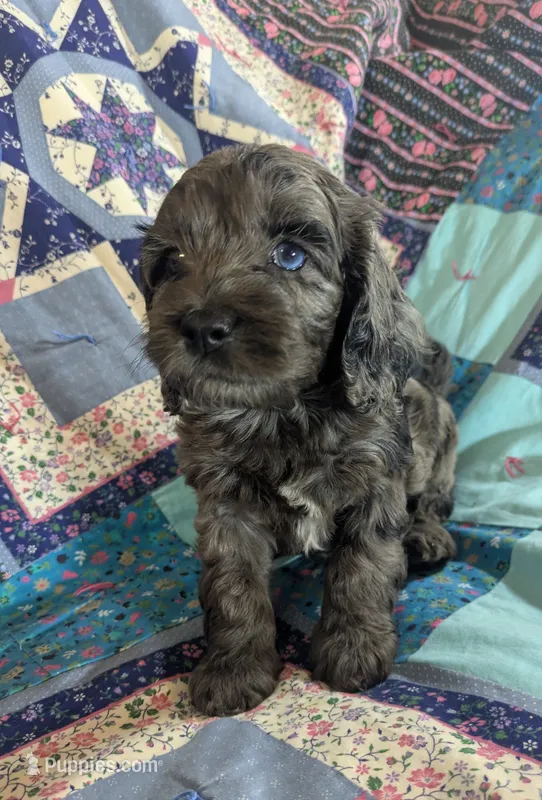 Blue – Cockapoo puppy for sale in Orange Park, FL
