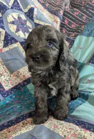Blue - Reserved, a male Cockapoo for sale in Orange Park, FL – 1 of 10