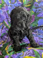 Joy - Reserved, a female Cockapoo for sale in Orange Park, FL – 4 of 9
