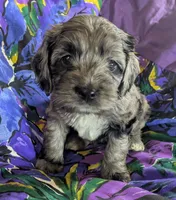 Gidget - Ready this Week!, a female Cockapoo for sale in Orange Park, FL – 6 of 10