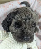 Reserved - Thistle, a female Cockapoo for sale in Orange Park, FL – 4 of 8