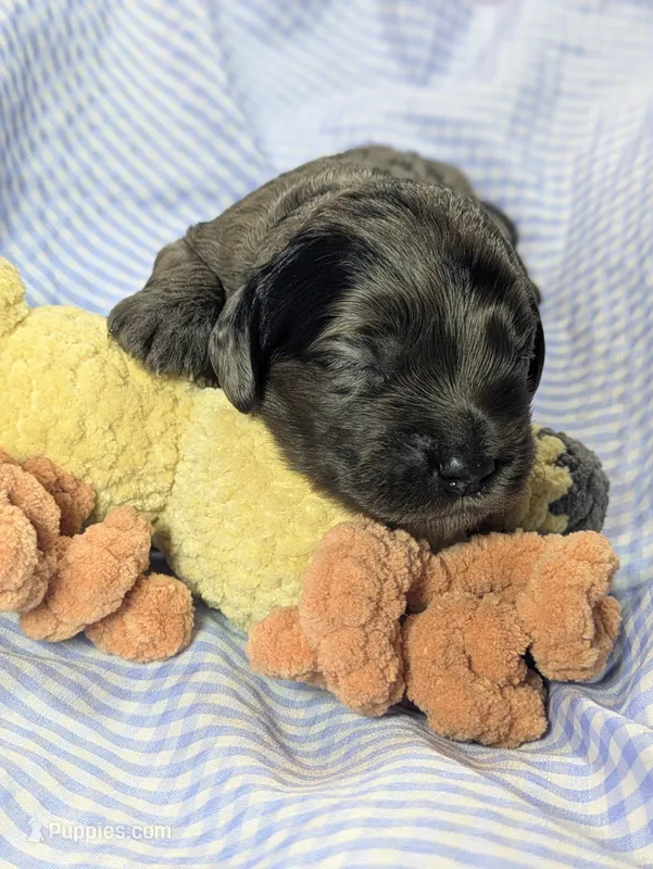 Catamaran – Cockapoo puppy for sale in Orange Park, FL