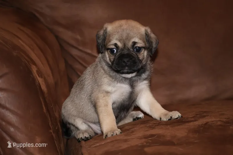 Anastasia – Chihuahua, Pug puppy for sale in Marceline, MO