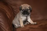 Anastasia, a female Chihuahua and Pug for sale in Marceline, MO – 1 of 3