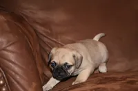 Samuel, a male Chihuahua and Pug for sale in Marceline, MO – 3 of 4
